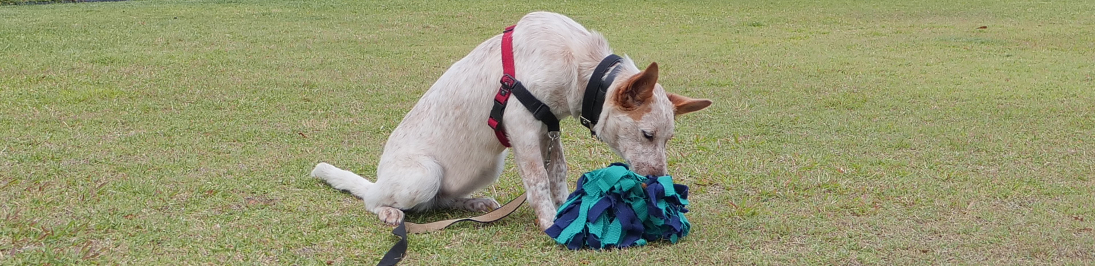 dog with snuffle ball on grass